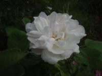 Quatre Saisons Blanc Mousseux