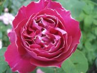 Růže 'Baron Girod de l'Ain' - Historické růže (Rosa)