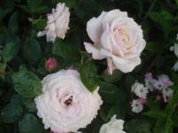 Růže 'Rosenfaszination' - Velkokvěté růže (Rosa)
