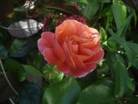 Theodor Fontane Rose