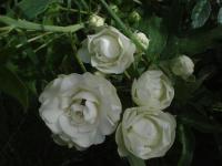 White Morsdag