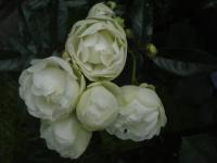 White Morsdag
