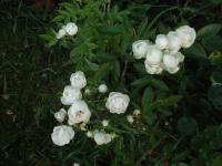 White Morsdag