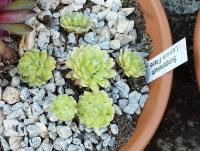 Netřesk 'Lemon Flare' (Sempervivum)