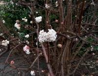 Kalina vonná (Viburnum farreri)