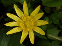 Orsej jarní (Ficaria verna)