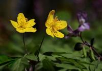Sasanka pryskyřníkovitá (Anemone ranunculoides)