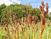 Kosatec sibiřský (Iris sibirica)