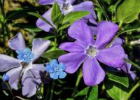 Vinca major - barvínek větší