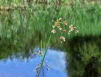 Skřípinec jezerní