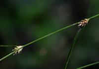 Ostřice řídkoklasá