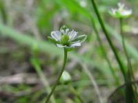 Úrazník normanský