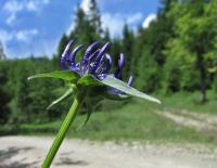 Zvonečník hlavatý horský