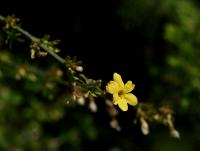 Jasmín nahokvětý (Jasminum nudiflorum)