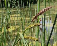 Ostřice pobřežní