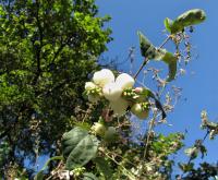 Pámelník bílý (Symphoricarpos albus)