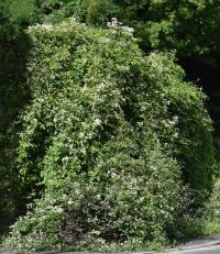 Plamének plotní (Clematis vitalba)