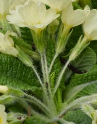 Prvosenka bezlodyžná (Primula vulgaris)