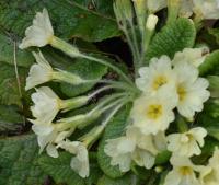 Prvosenka bezlodyžná (Primula vulgaris)
