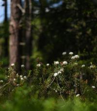 Rojovník bahenní (Rhododendron tomentosum)