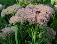 Rozchodníkovec nachový (Hylotelephium telephium)