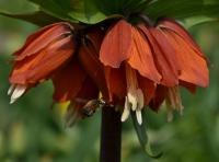 Řebčík královský (Fritillaria imperialis)