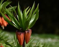 Řebčík královský (Fritillaria imperialis)