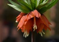 Řebčík královský (Fritillaria imperialis)
