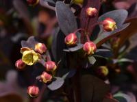 Dřišťál Thunbergův (Berberis thunbergii)