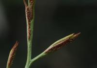 Sleziník severní (Asplenium septentrionale)