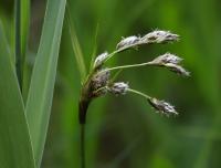 Suchopýr širolistý