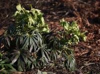 Čemeřice smrdutá (Helleborus foetidus)