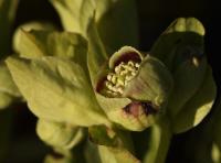Čemeřice smrdutá (Helleborus foetidus)