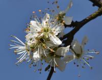 Trnka obecná (Prunus spinosa)