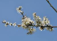 Trnka obecná (Prunus spinosa)