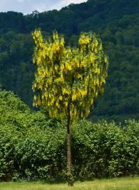 Štědřenec odvislý