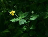 Vlaštovičník větší