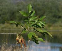 Jasan pensylvánský