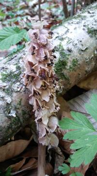 Gewöhnliche Schuppenwurz (Lathraea squamaria)