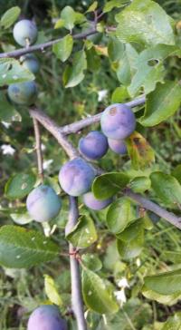 Schlehdorn (Prunus spinosa)