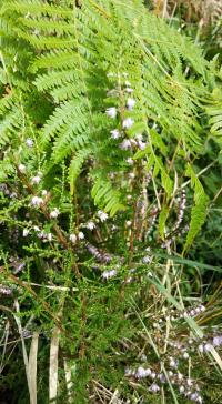 Besenheide (Calluna vulgaris)