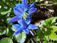 Sibirische Blaustern (Scilla siberica)