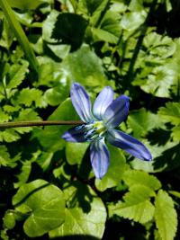 Sibirische Blaustern (Scilla siberica)