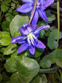 Sibirische Blaustern (Scilla siberica)