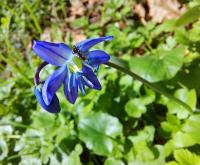 Sibirische Blaustern (Scilla siberica)