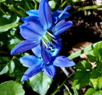 Sibirische Blaustern (Scilla siberica)