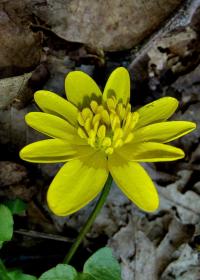 Scharbockskraut (Ficaria verna)