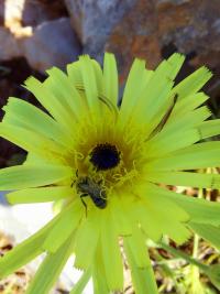 Urospermum zobánkaté (Urospermum dalechampii)