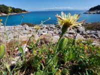 Urospermum zobánkaté (Urospermum dalechampii)
