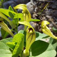 Podražec (Aristolochia lutea)